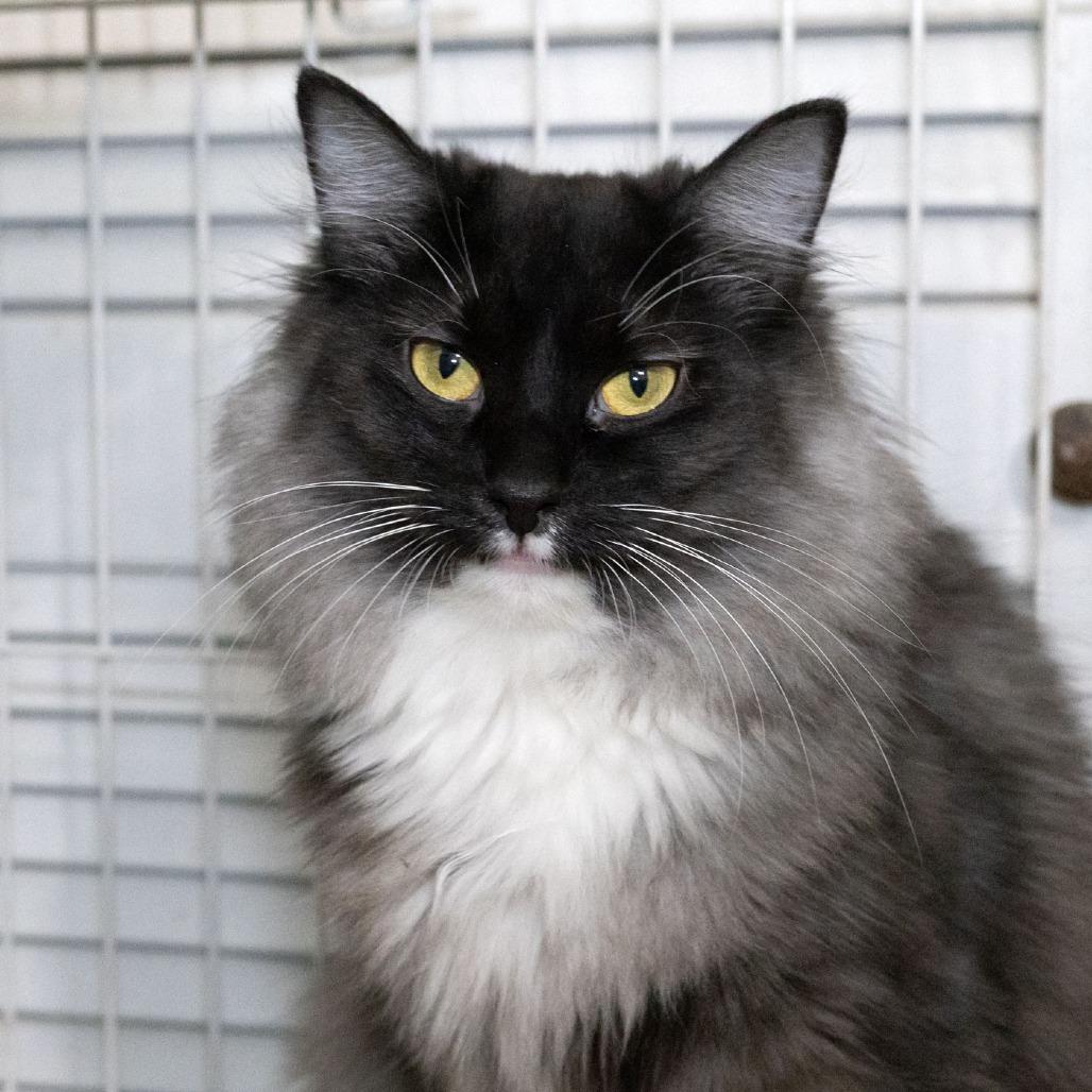 Enlarge Bonnie Mae, a Adoptable Domestic Medium Hair in McKean, PA image 4/6