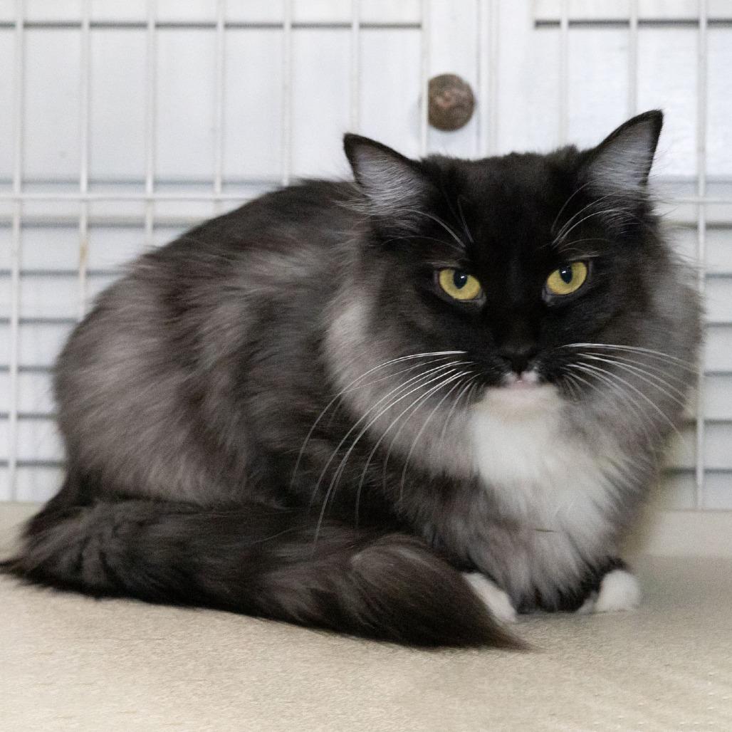 Enlarge Bonnie Mae, a Adoptable Domestic Medium Hair in McKean, PA image 5/6