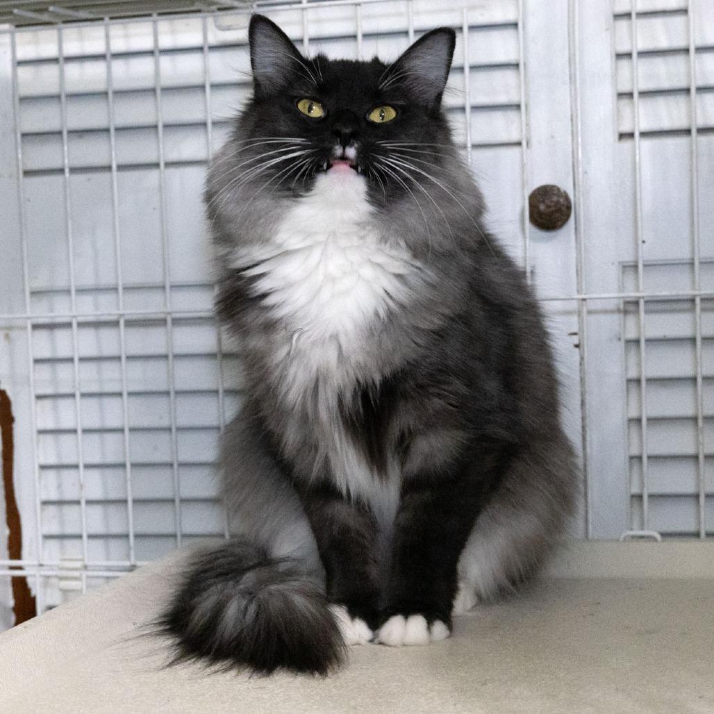 Enlarge Bonnie Mae, a Adoptable Domestic Medium Hair in McKean, PA image 6/6