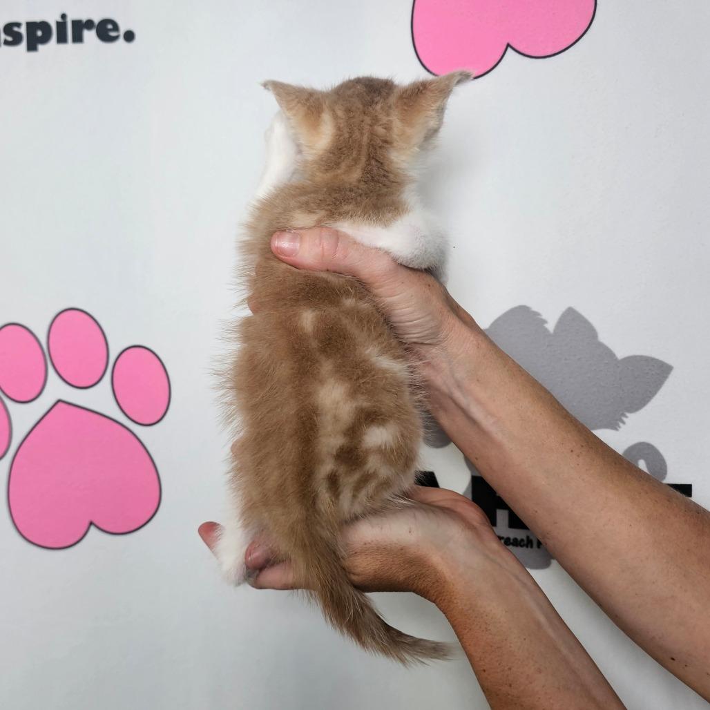 Pubs, Adoptable, Kitten Male American Shorthair & Domestic Short Hair.