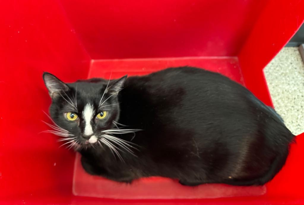 Kubo - Sponsored by Craig & Gale Nies, Adoptable, Adult Male Domestic Short Hair.