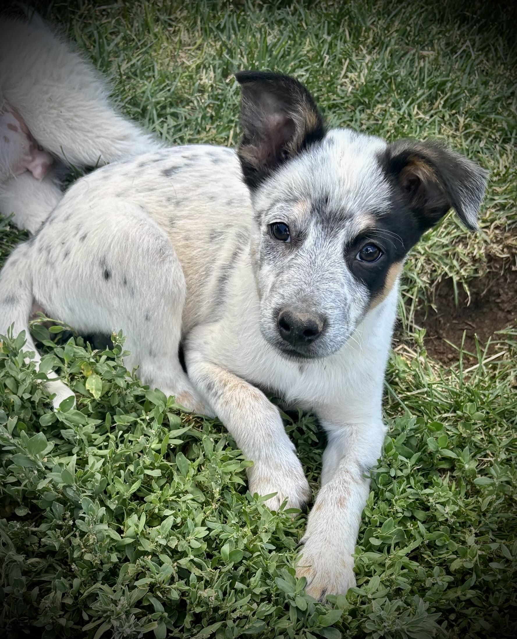 Cosmo, an adopted mixed breed in Sedona, AZ image 3/4
