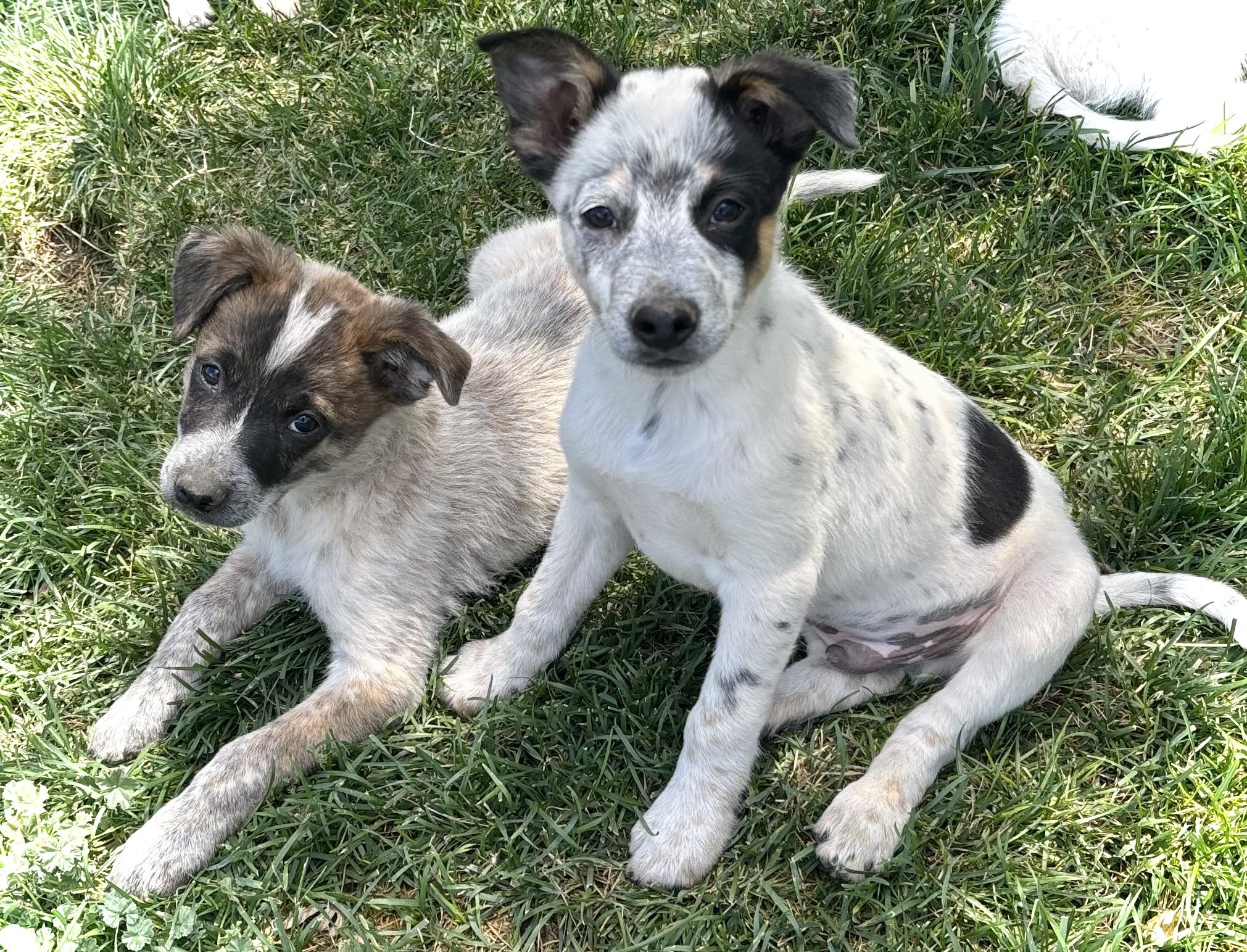 Cosmo, an adopted mixed breed in Sedona, AZ image 4/4