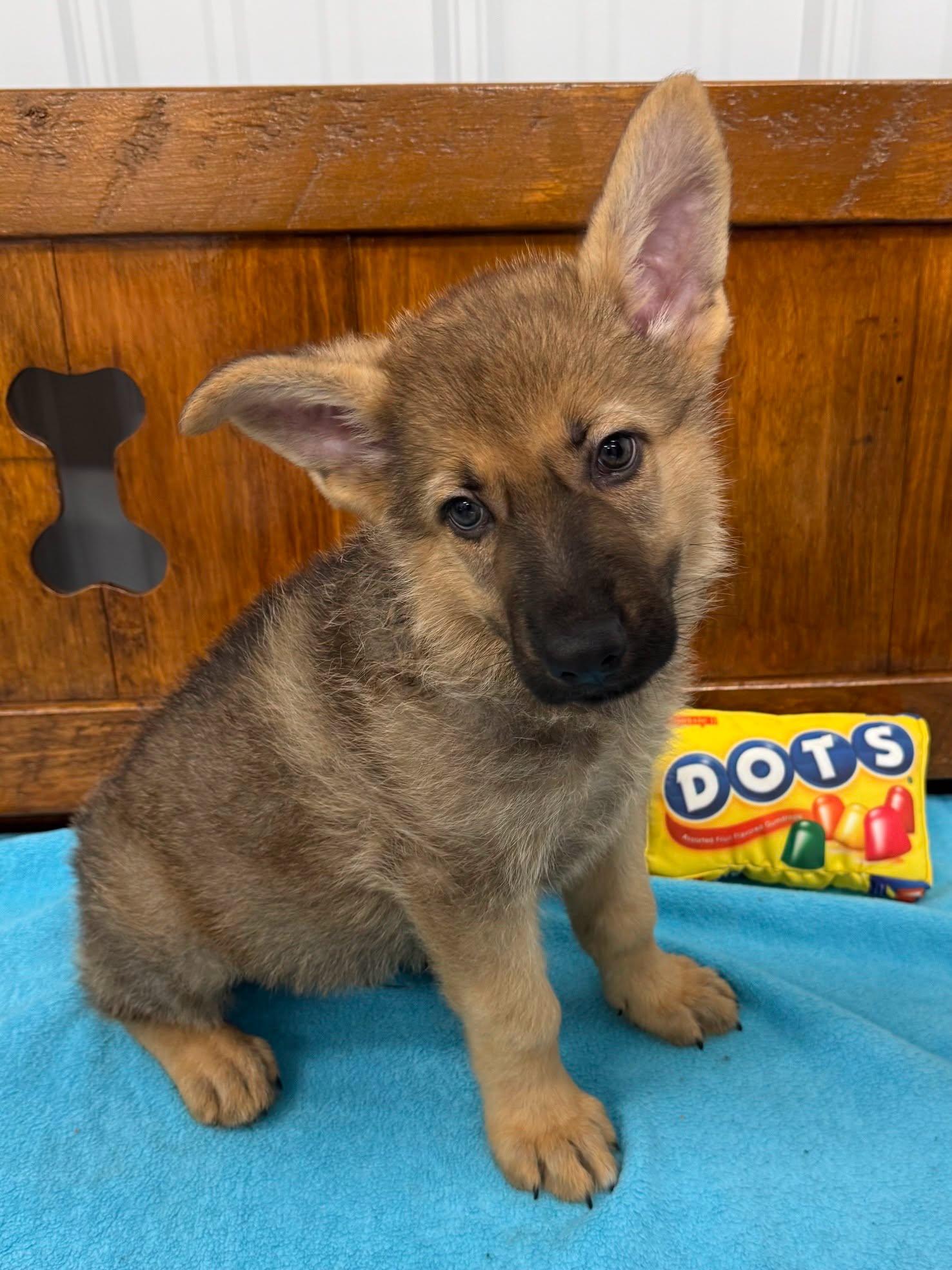 Riccardo, ADOPTABLE, Puppy Male Shepherd.