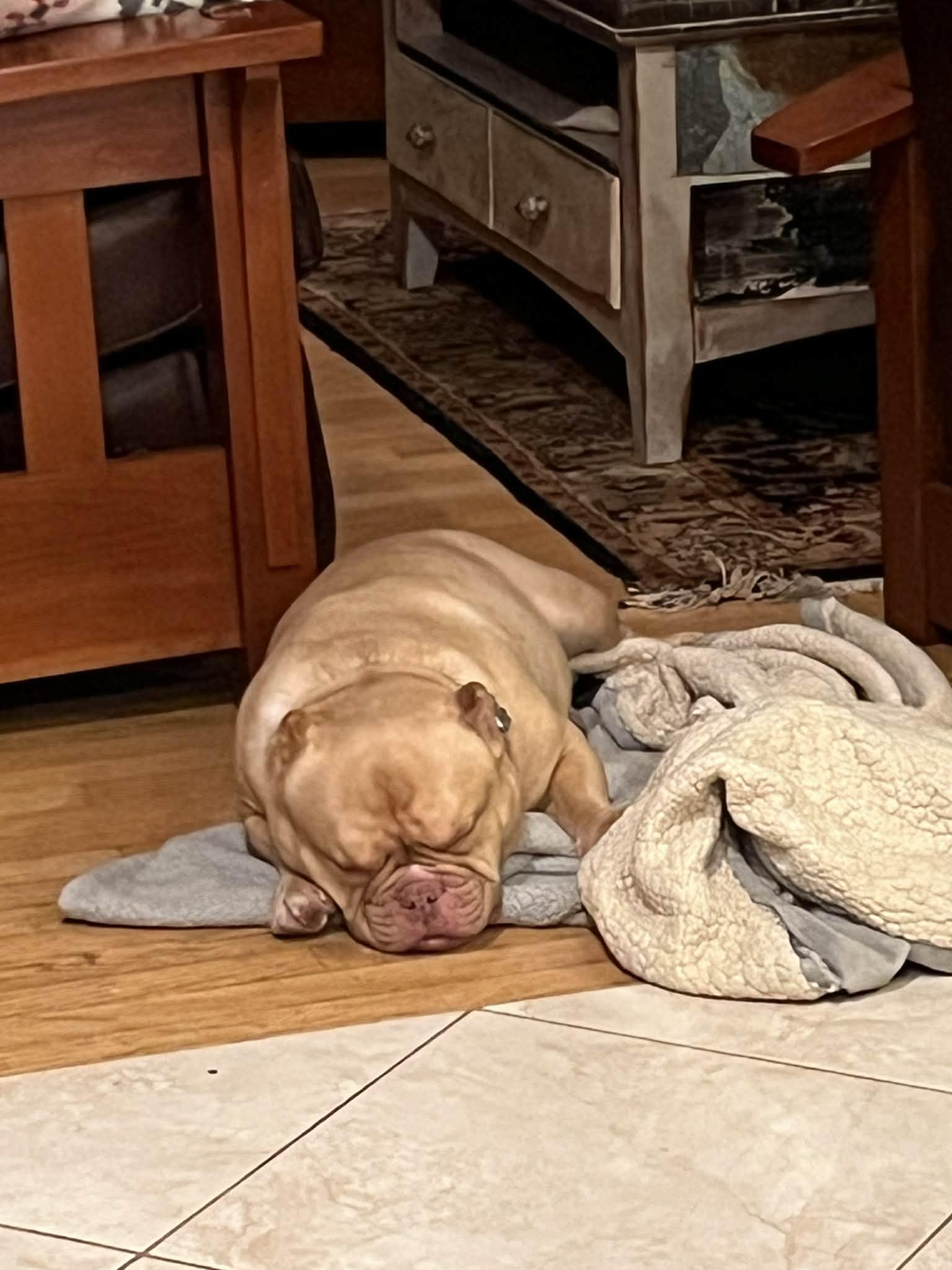 Enlarge Jigs, a Adoptable American Staffordshire Terrier in Catasauqua, PA image 1/3