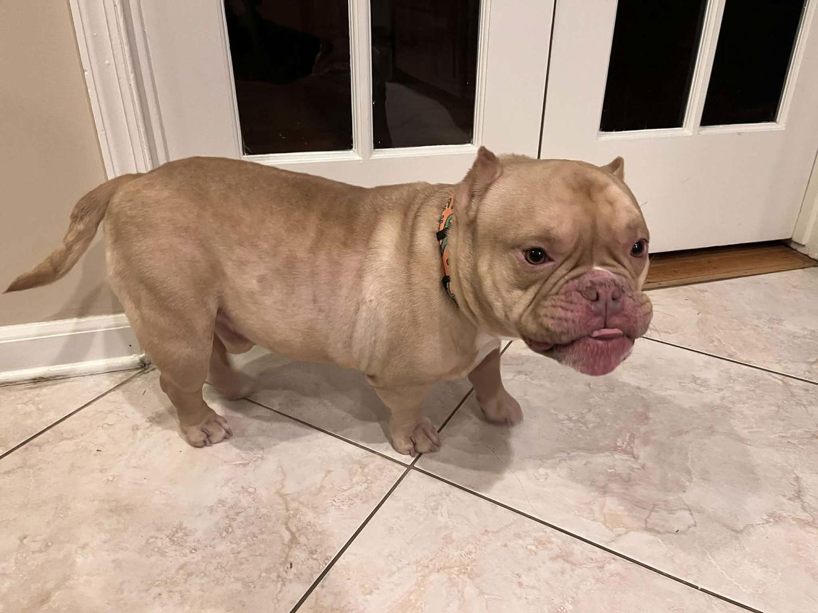 Enlarge Jigs, a Adoptable American Staffordshire Terrier in Catasauqua, PA image 2/3