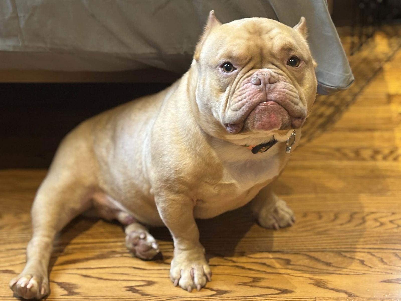 Enlarge Jigs, a Adoptable American Staffordshire Terrier in Catasauqua, PA image 3/3