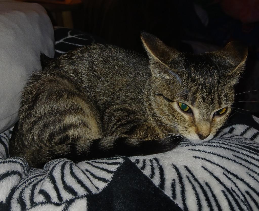 Enlarge Ginsu, a Adoptable mixed breed in Shell Lake, WI image 1/2