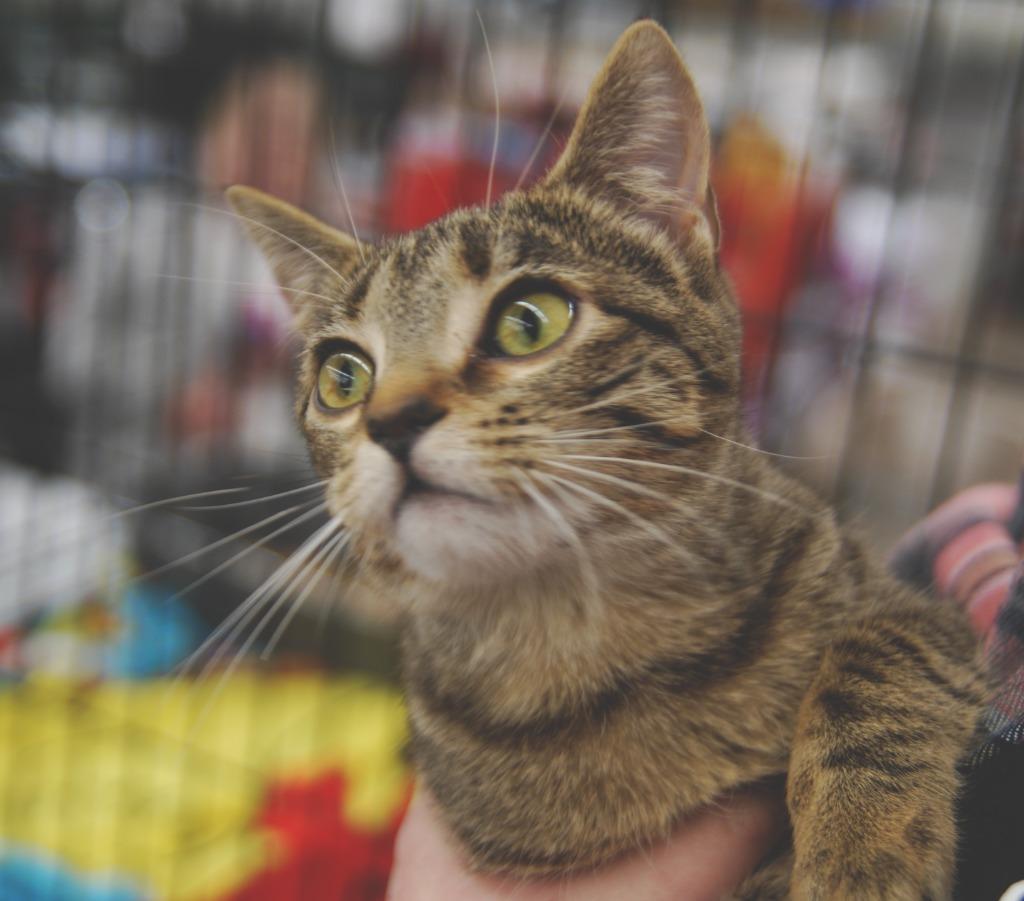 Enlarge Ginsu, a Adoptable mixed breed in Shell Lake, WI image 2/5