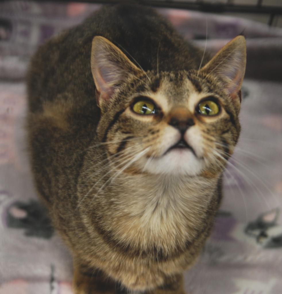 Enlarge Ginsu, a Adoptable mixed breed in Shell Lake, WI image 3/5