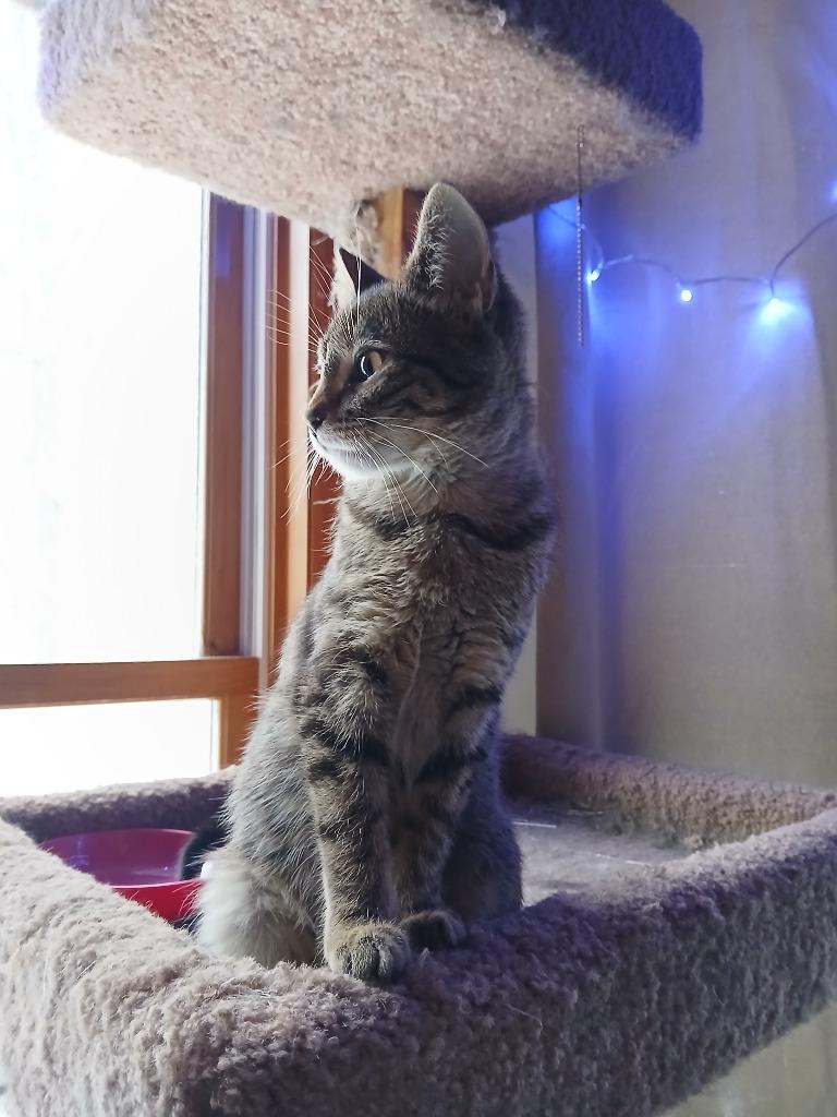 Enlarge Ginsu, a Adoptable mixed breed in Shell Lake, WI image 3/4