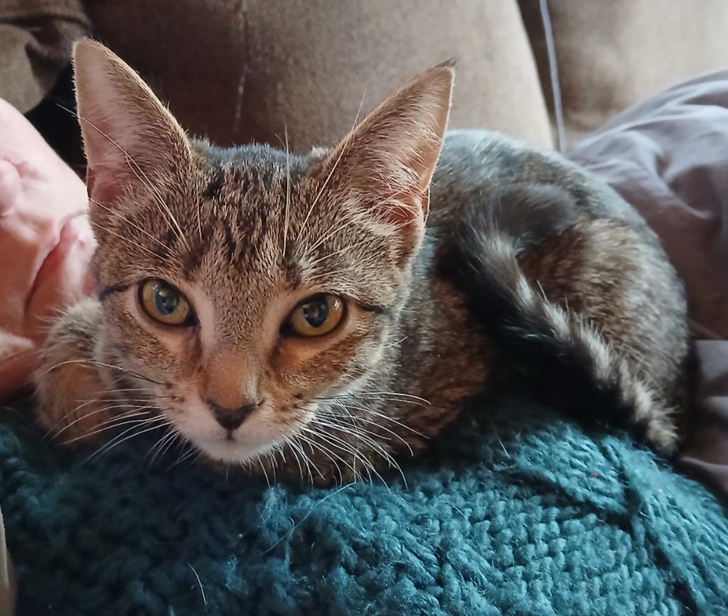 Enlarge Ginsu, a Adoptable mixed breed in Shell Lake, WI image 4/4