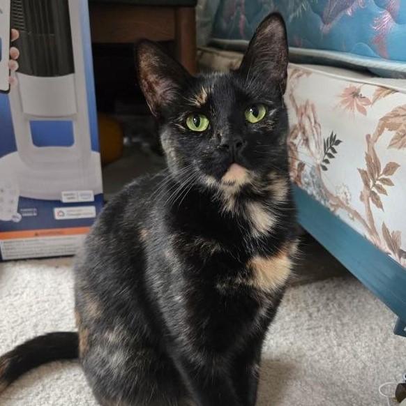 Gigi Domestic Short Hair Cat