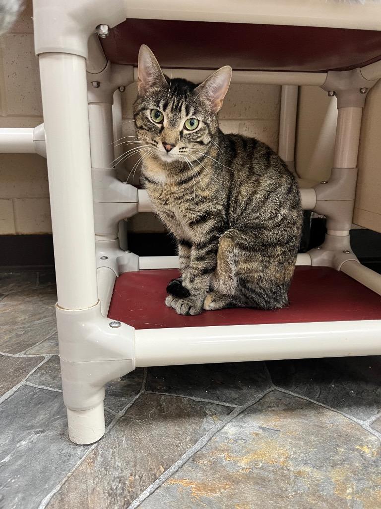 Bambi, Adoptable, Adult Female Domestic Short Hair.