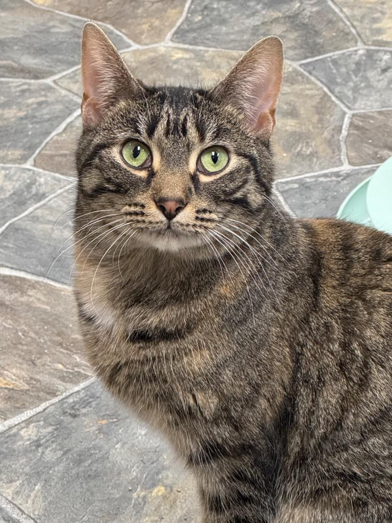 Enlarge Bambi, a Adoptable mixed breed in Shorewood, IL image 3/5