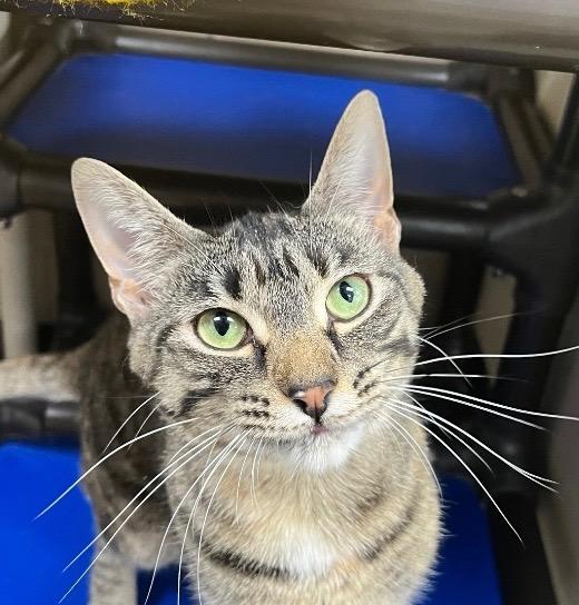 Enlarge Bambi, a Adoptable mixed breed in Shorewood, IL image 4/5