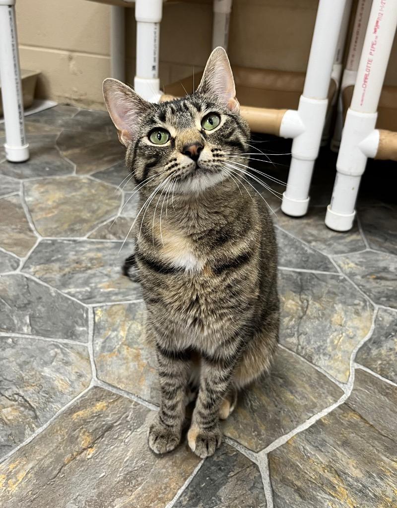 Enlarge Bambi, a Adoptable mixed breed in Shorewood, IL image 5/5