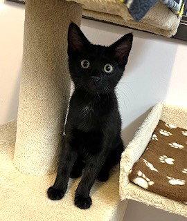 Kitten Katie, Adopted, Kitten Female Domestic Short Hair.