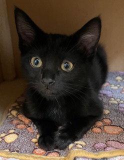 Kitten Katie, a Adopted Domestic Short Hair in Seal Beach, CA image 2/3