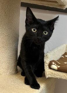 Kitten Katie, a Adopted Domestic Short Hair in Seal Beach, CA image 3/3