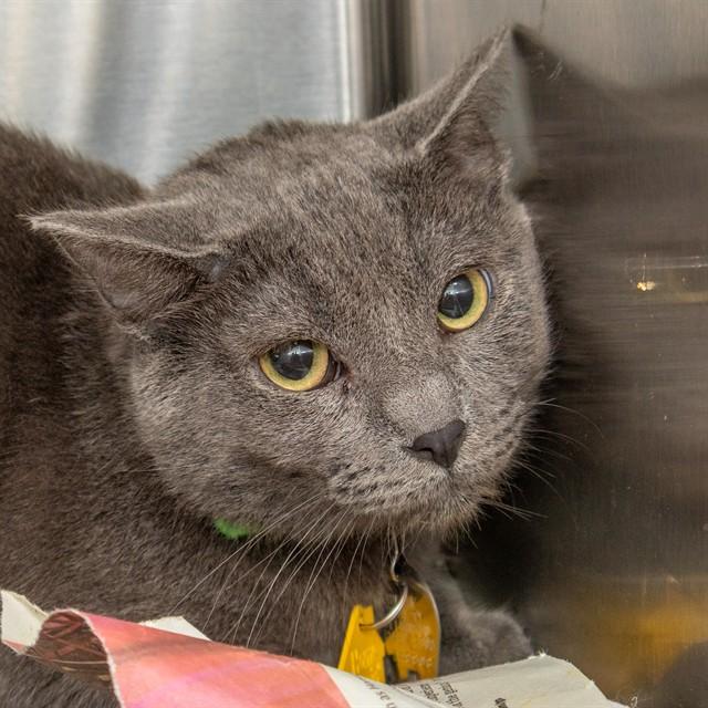 FOREST, Adoptable, Young Male Domestic Short Hair.