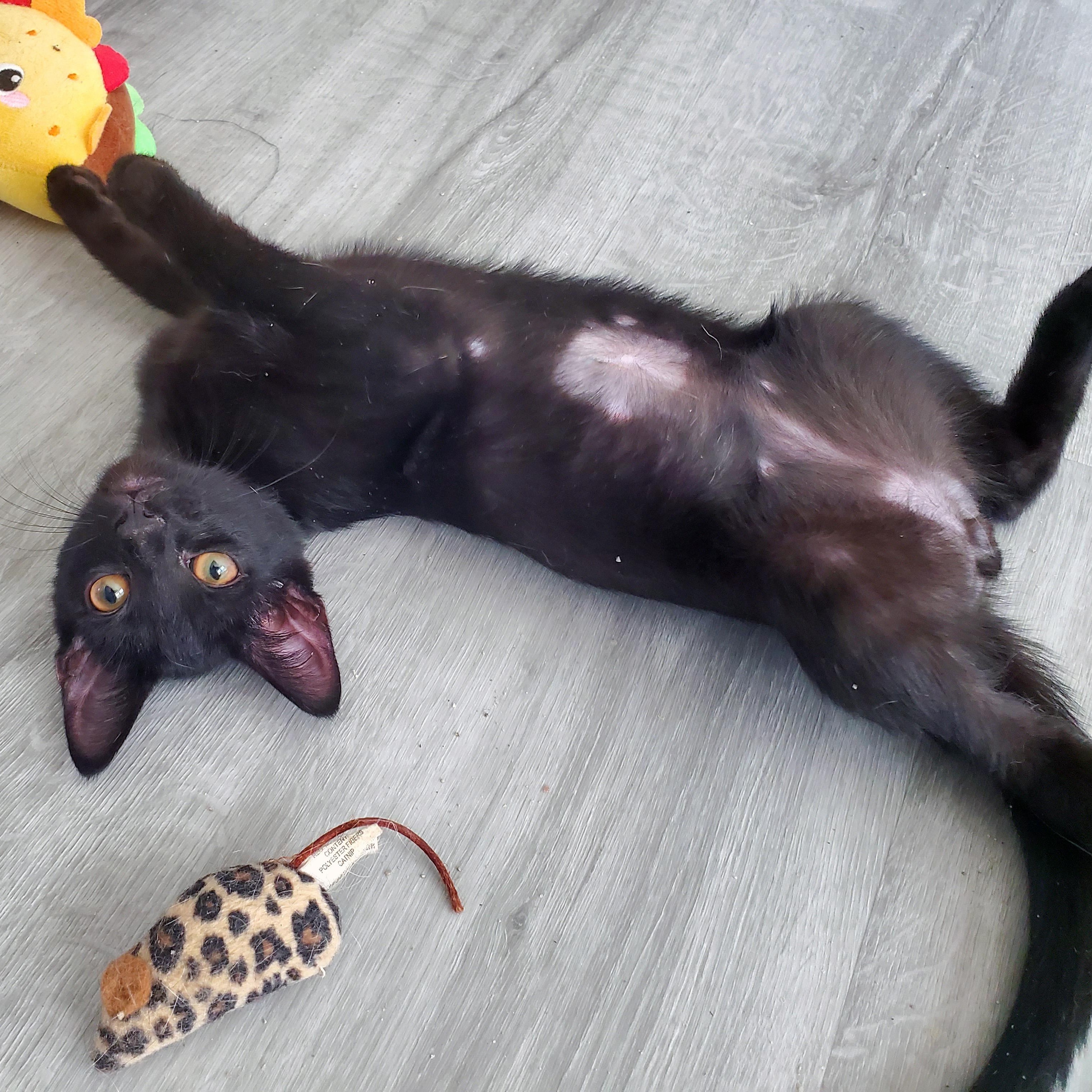 Rooibos, a ADOPTABLE Domestic Short Hair in Apex, NC image 2/5