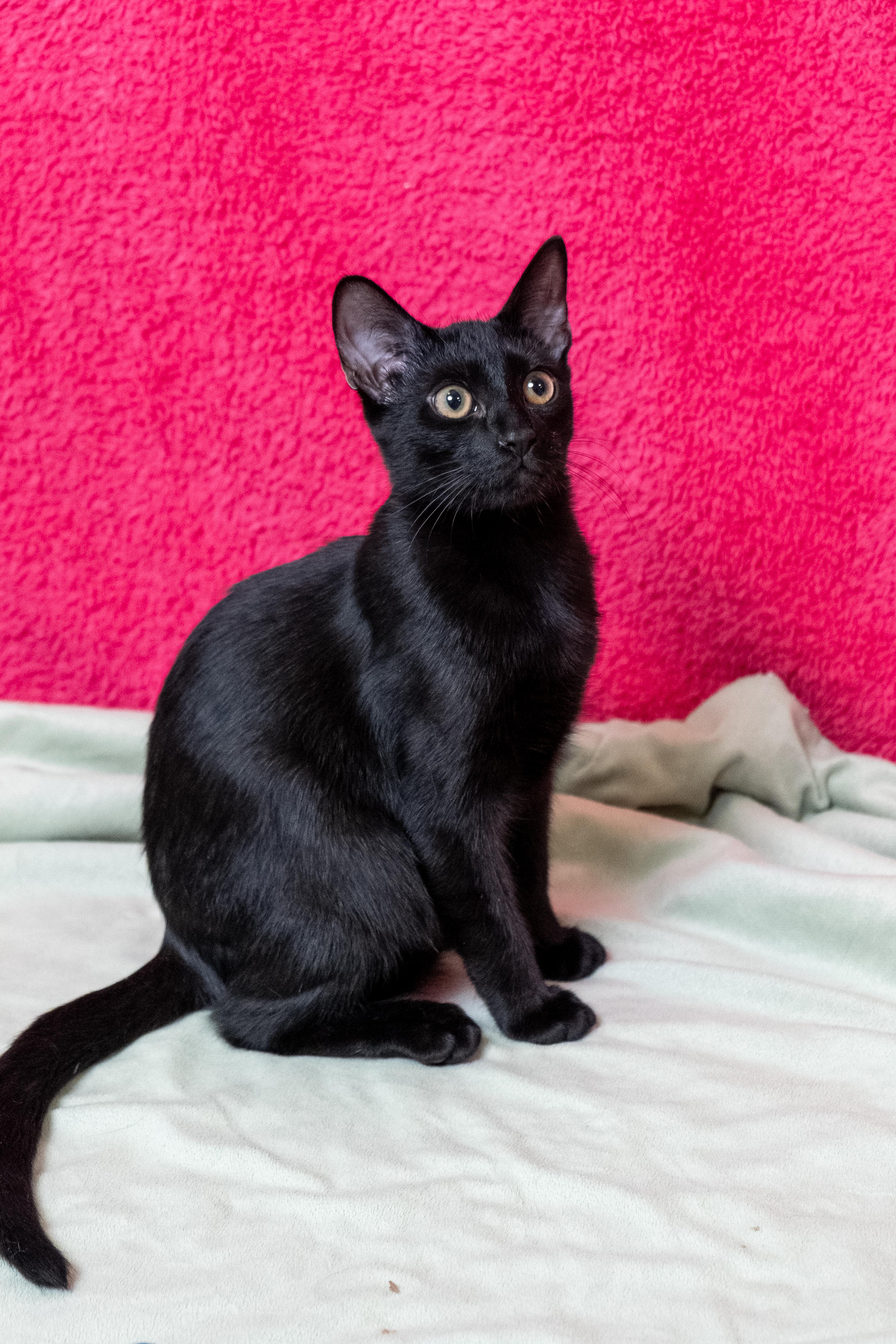 Rooibos, a ADOPTABLE Domestic Short Hair in Apex, NC image 4/6