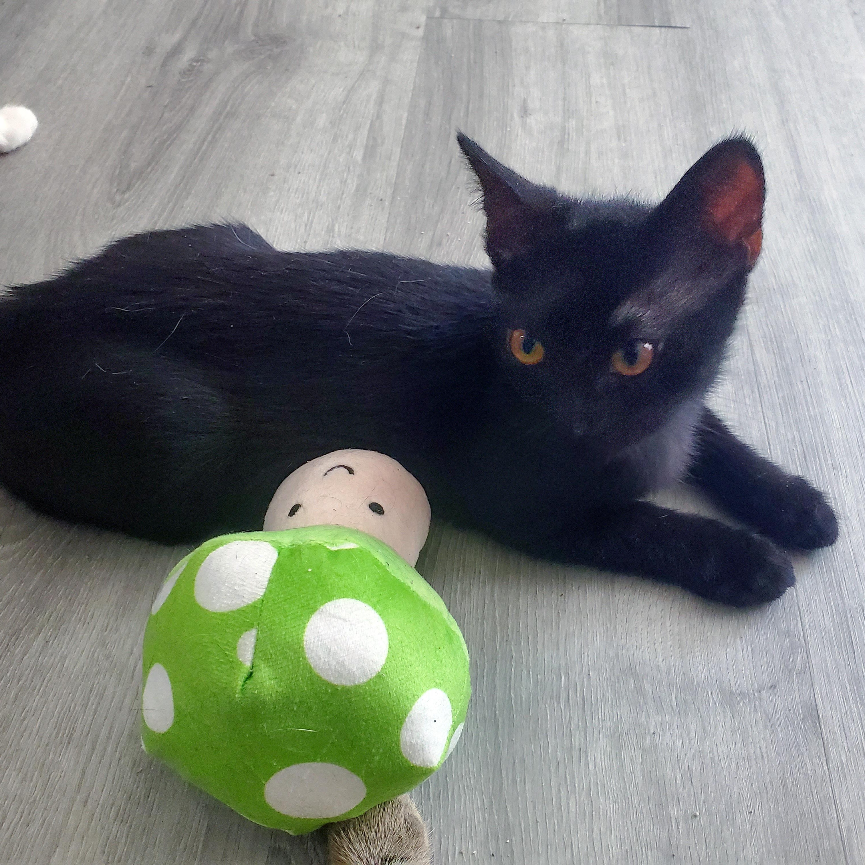 Rooibos, a ADOPTABLE Domestic Short Hair in Apex, NC image 4/5