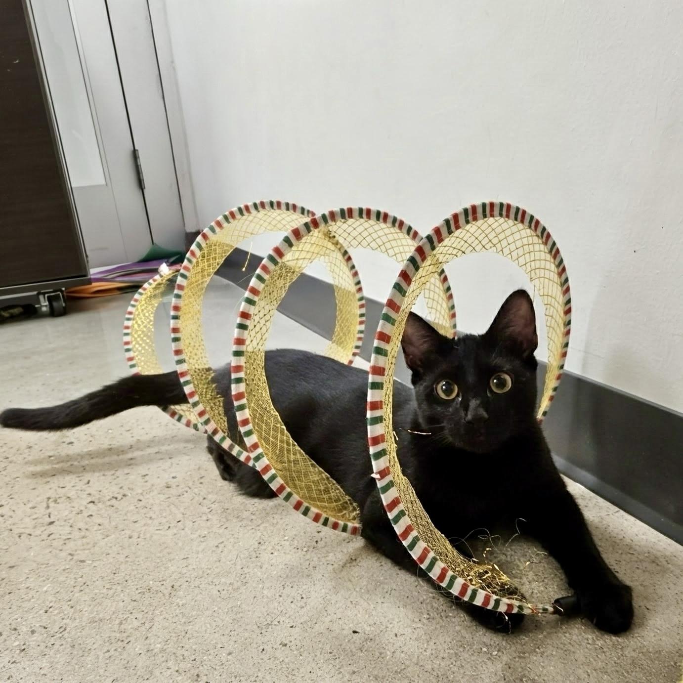 Rooibos, Adoptable, Kitten Male Domestic Short Hair.