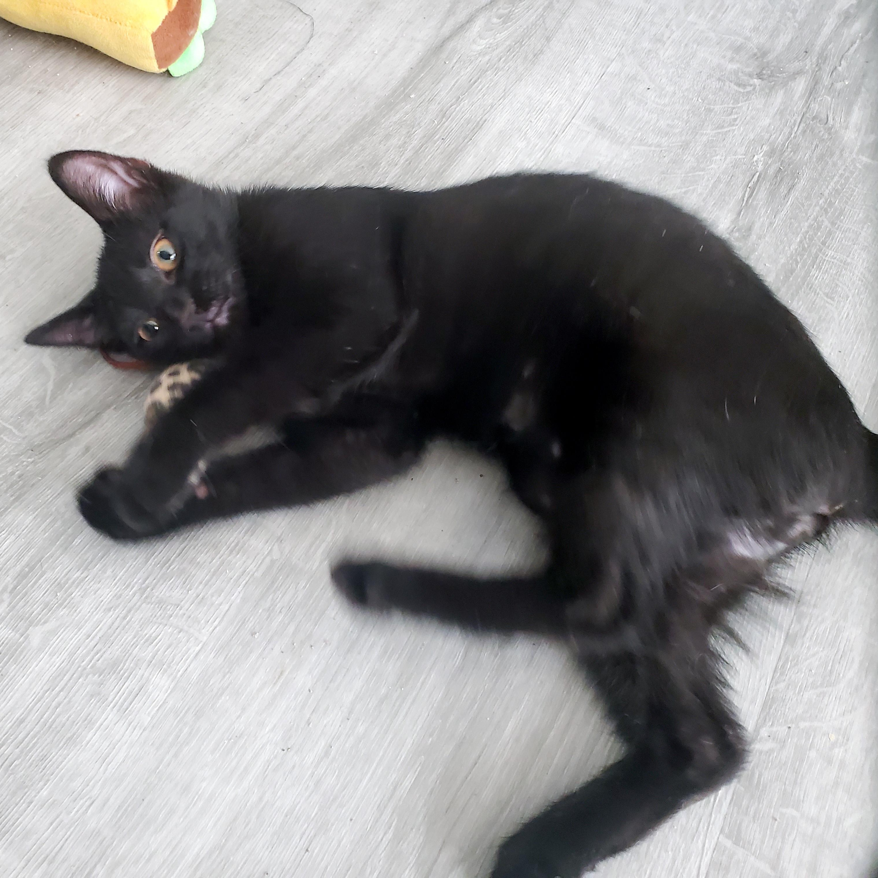 Rooibos, a ADOPTABLE Domestic Short Hair in Apex, NC image 5/5