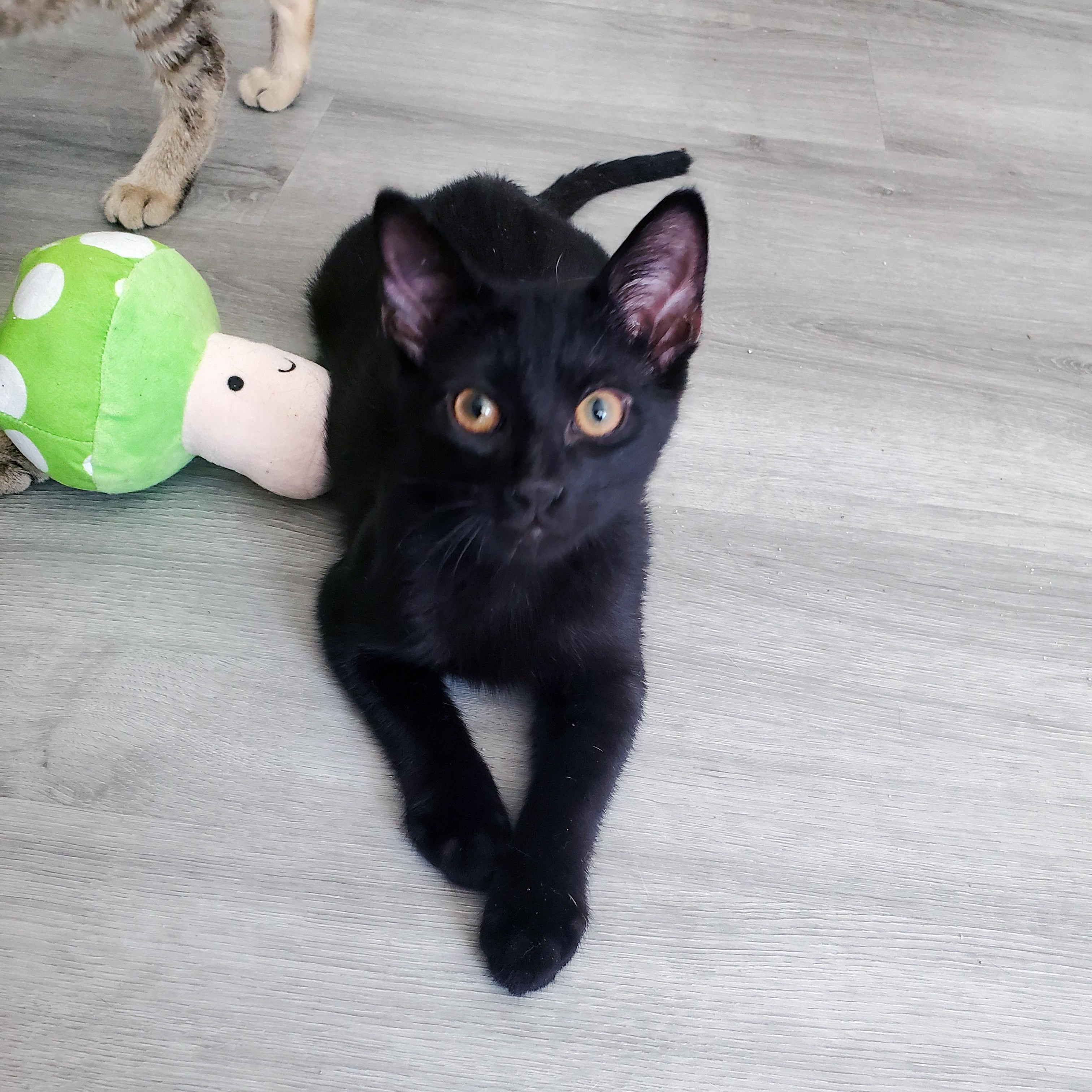 Rooibos, ADOPTABLE, Kitten Male Domestic Short Hair.
