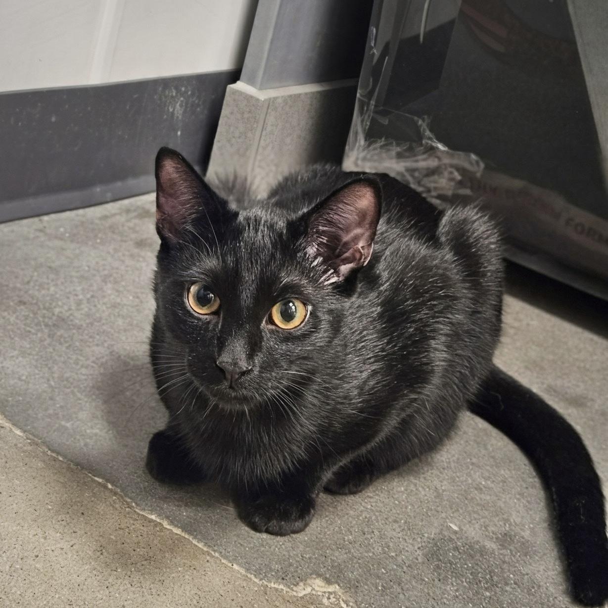Enlarge Rooibos, a Adoptable Domestic Short Hair in Apex, NC image 3/6
