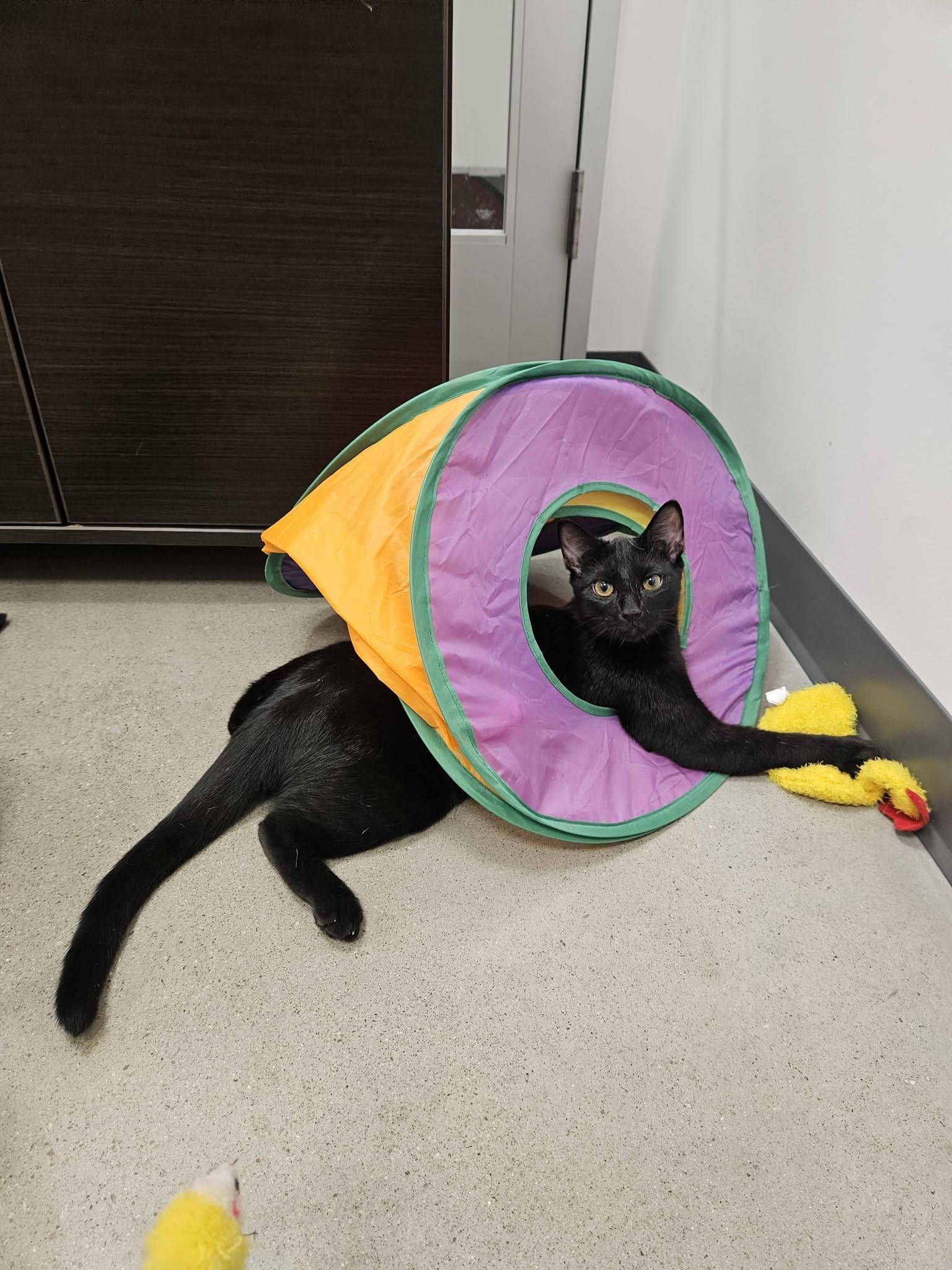 Enlarge Rooibos, a Adoptable Domestic Short Hair in Apex, NC image 4/6