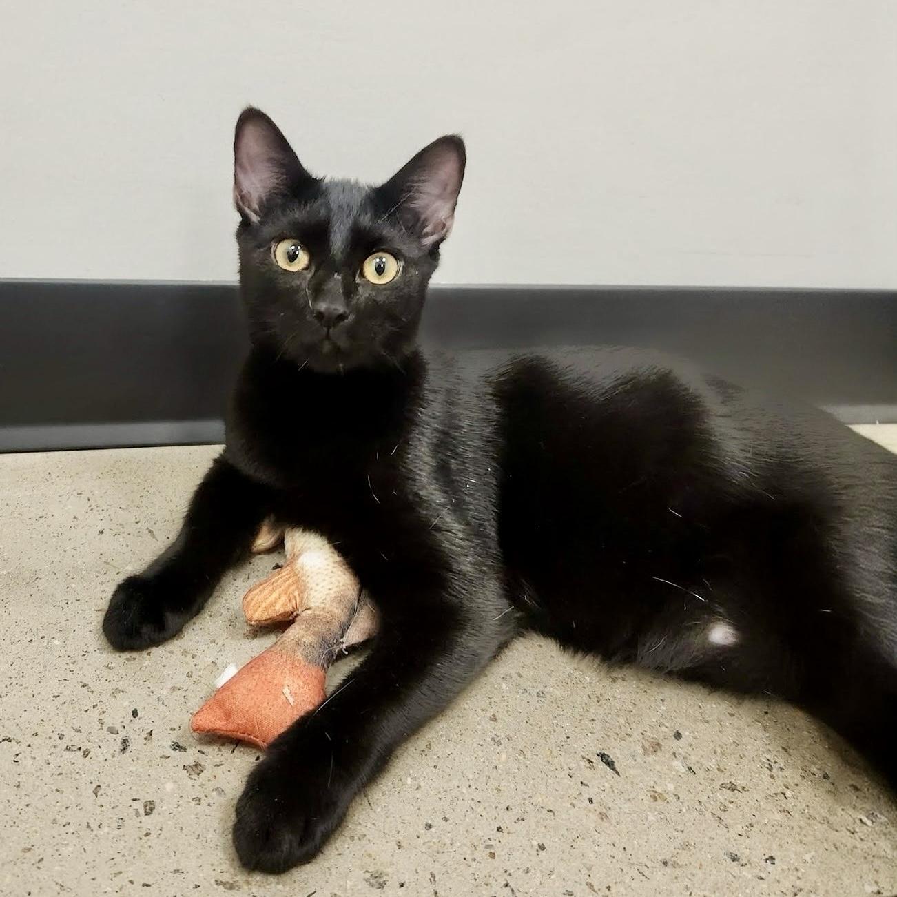 Enlarge Rooibos, a Adoptable Domestic Short Hair in Apex, NC image 2/6