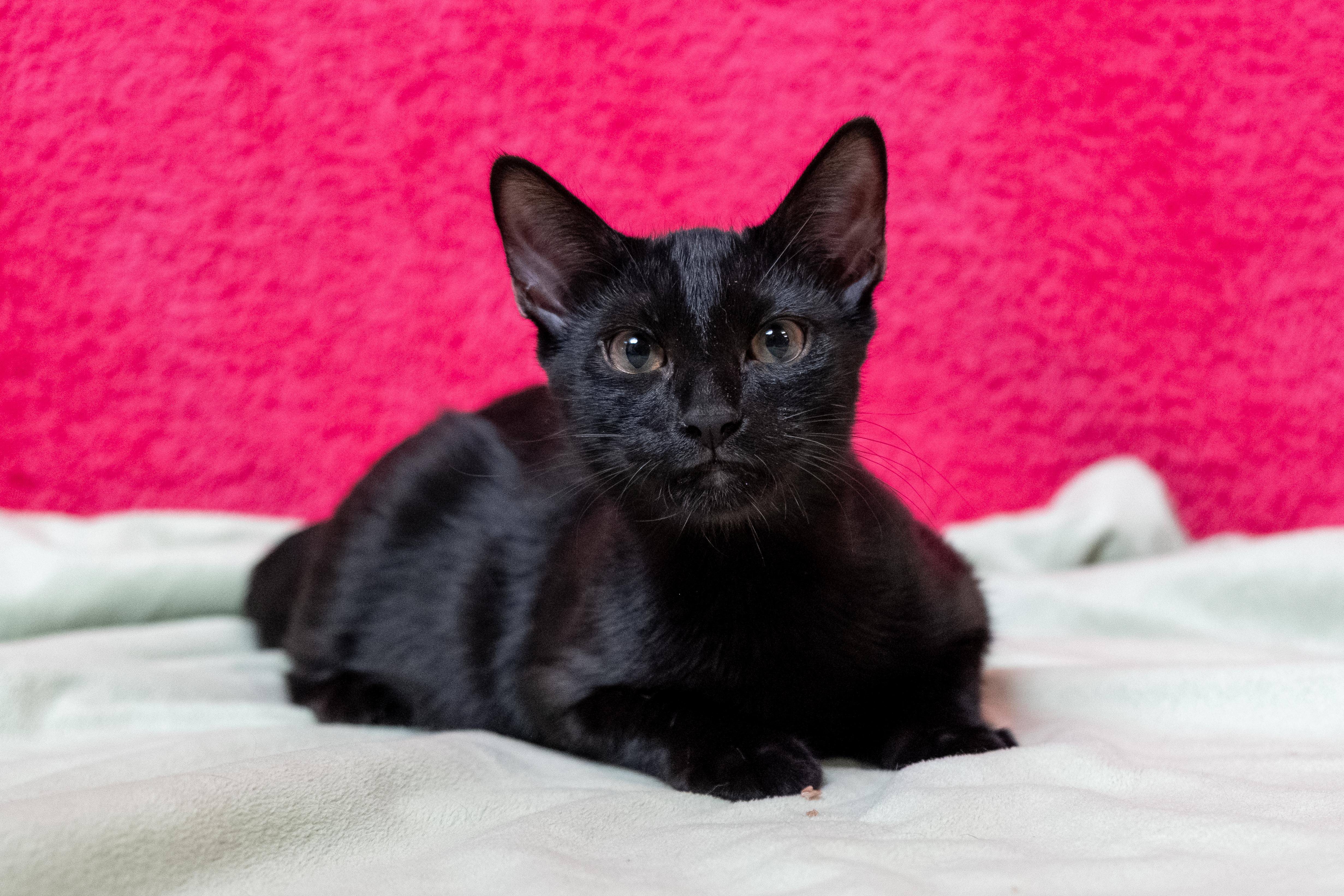 Rooibos, a ADOPTABLE Domestic Short Hair in Apex, NC image 6/6