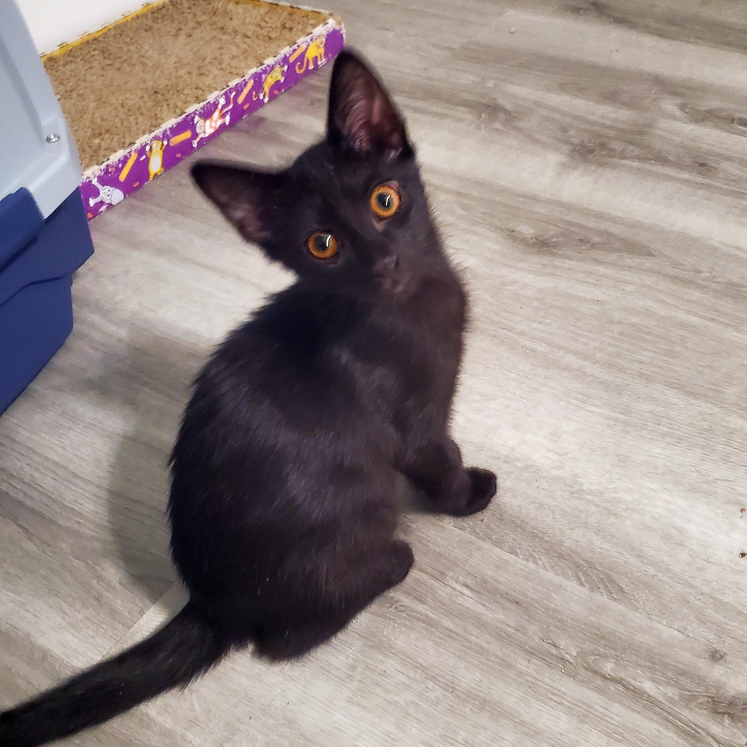 Rooibos, a ADOPTABLE Domestic Short Hair in Apex, NC image 3/5