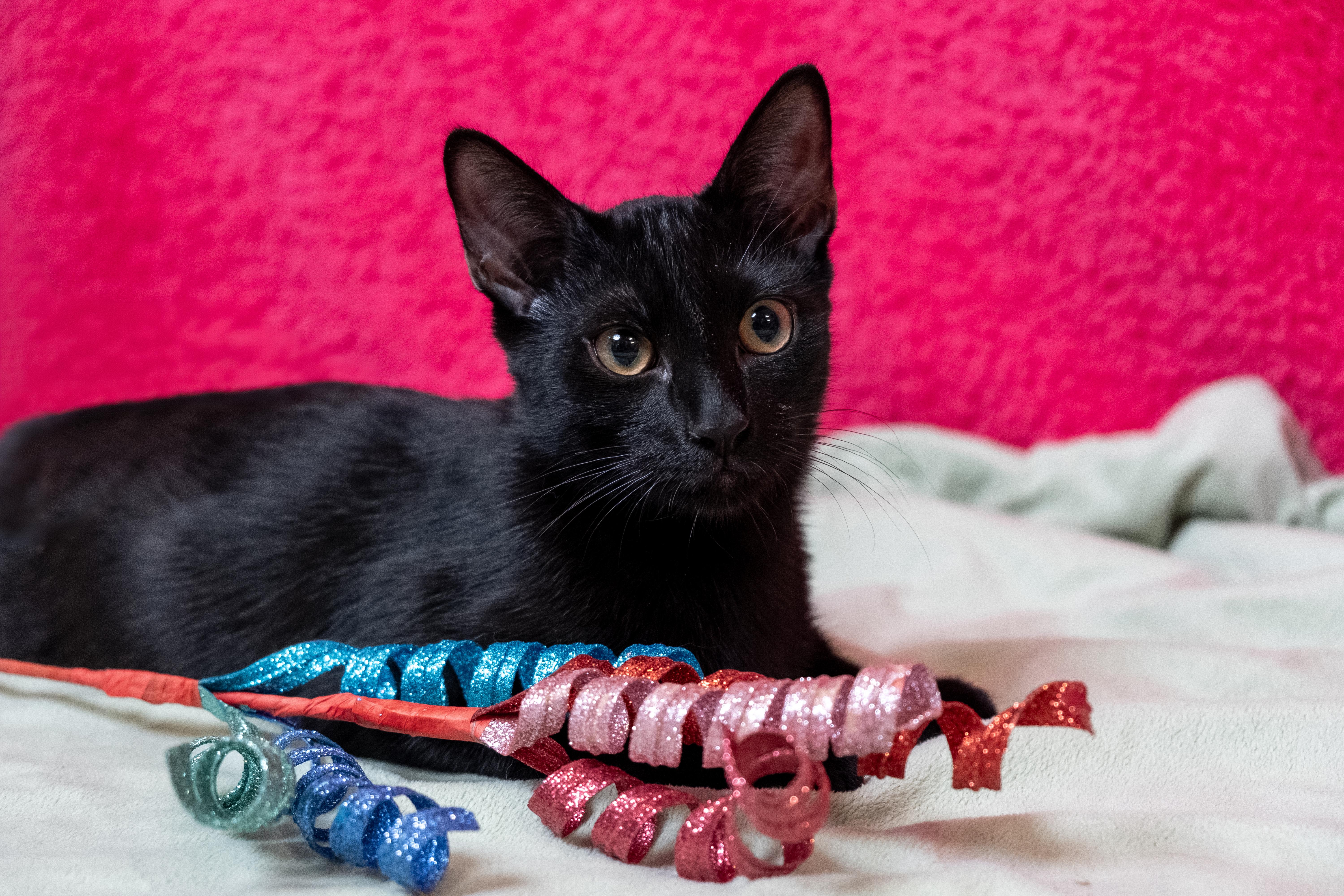 Rooibos, ADOPTABLE, Kitten Male Domestic Short Hair.