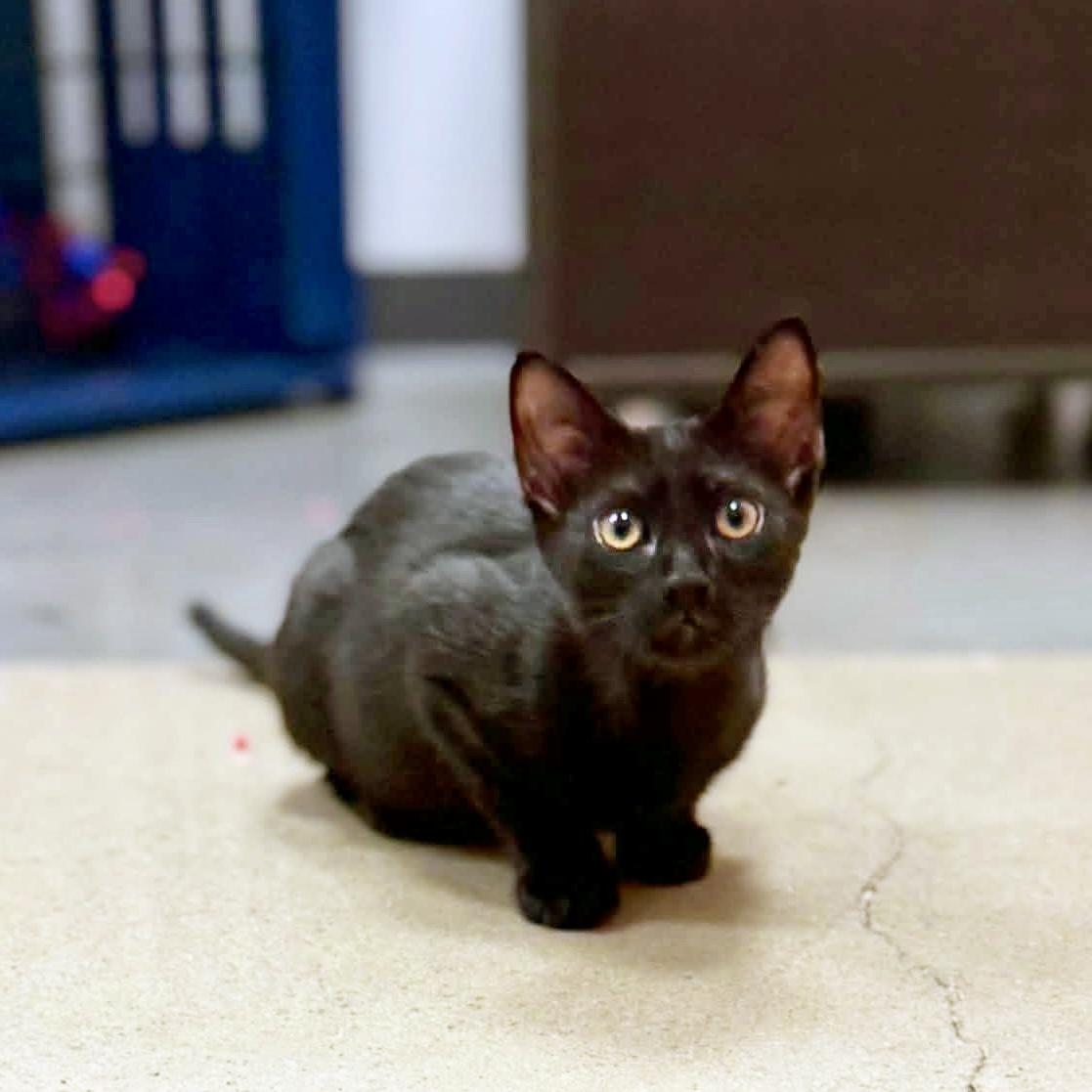 Rooibos, a ADOPTABLE Domestic Short Hair in Apex, NC image 2/6