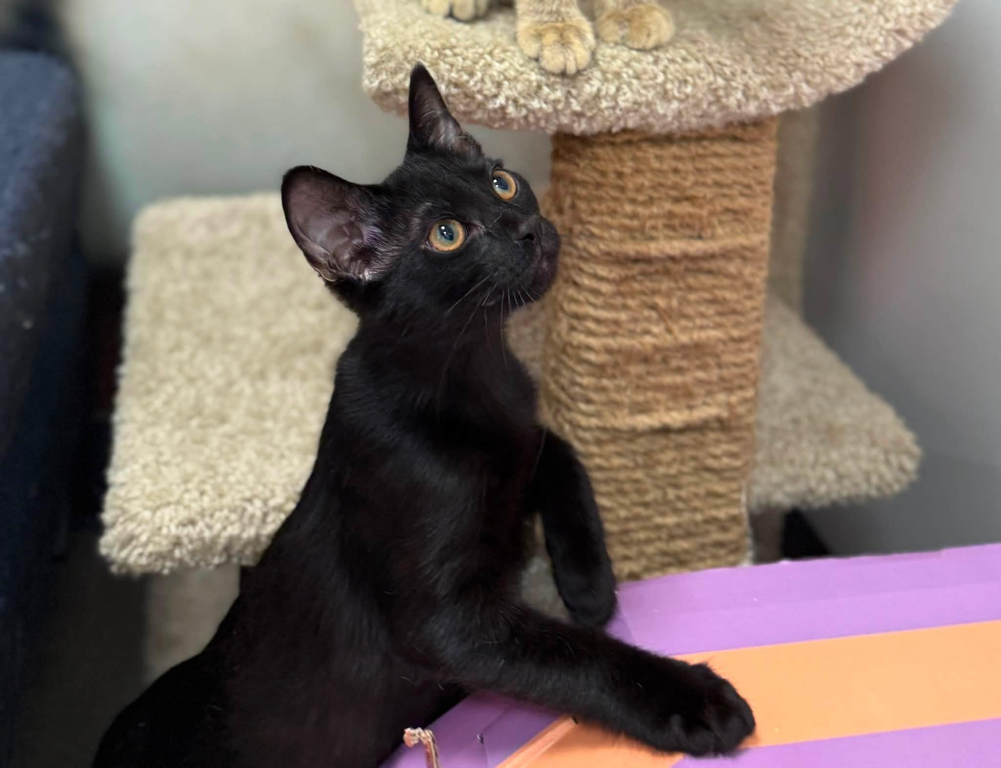 Rooibos, a ADOPTABLE Domestic Short Hair in Apex, NC image 5/6