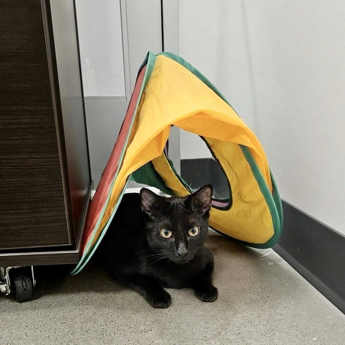 Enlarge Rooibos, a Adoptable Domestic Short Hair in Apex, NC image 5/6
