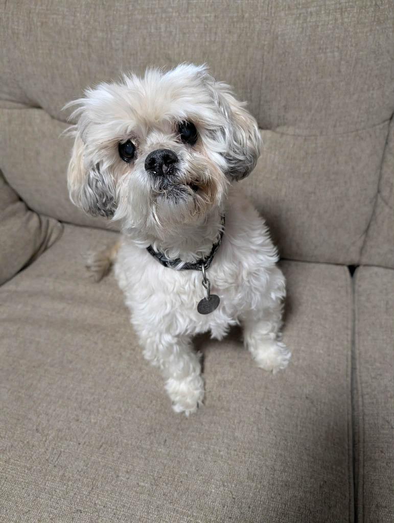 Enlarge Willow, a Adoptable mixed breed in Johnston, IA image 1/1