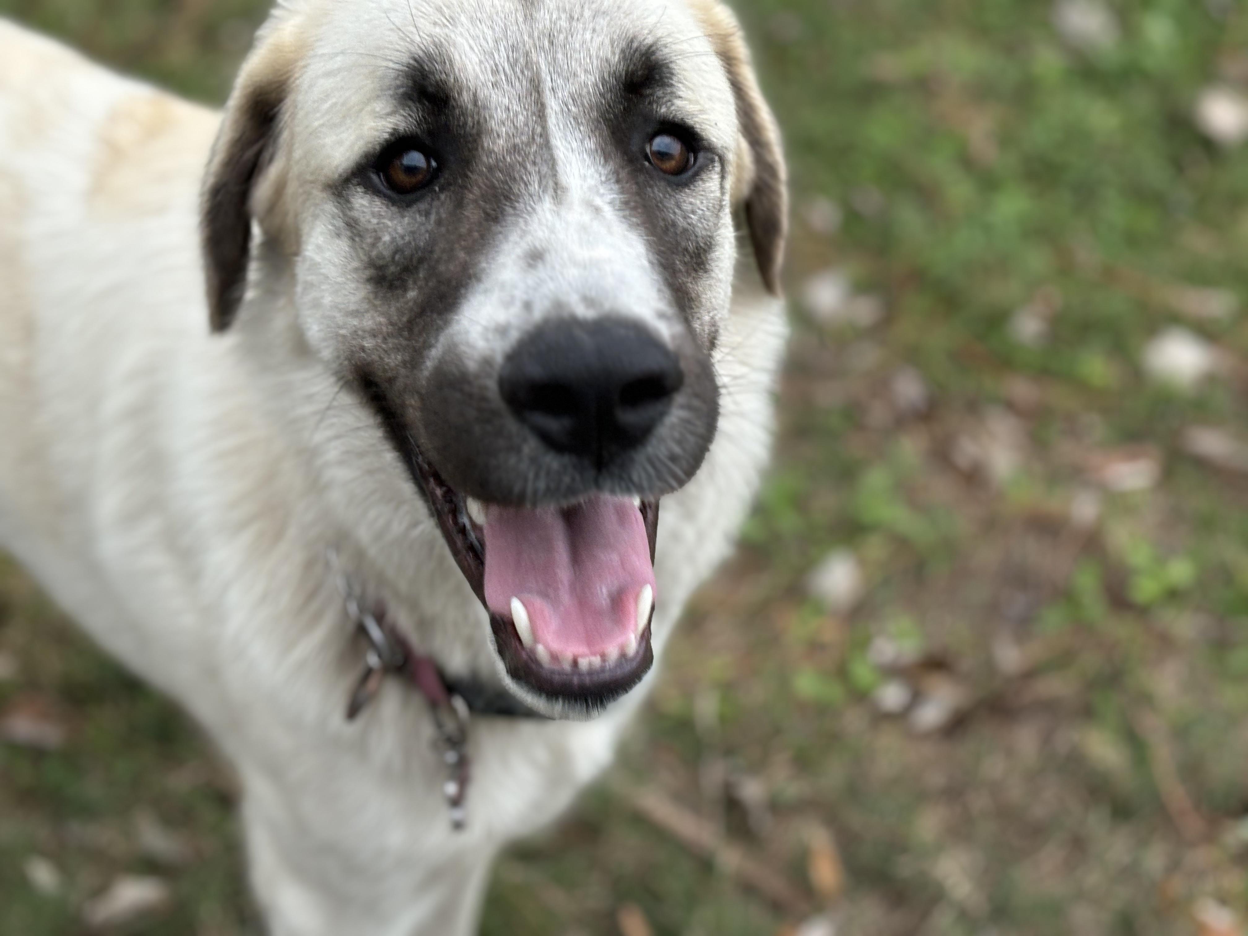 Maggie, Adopted, Young Female Great Pyrenees.