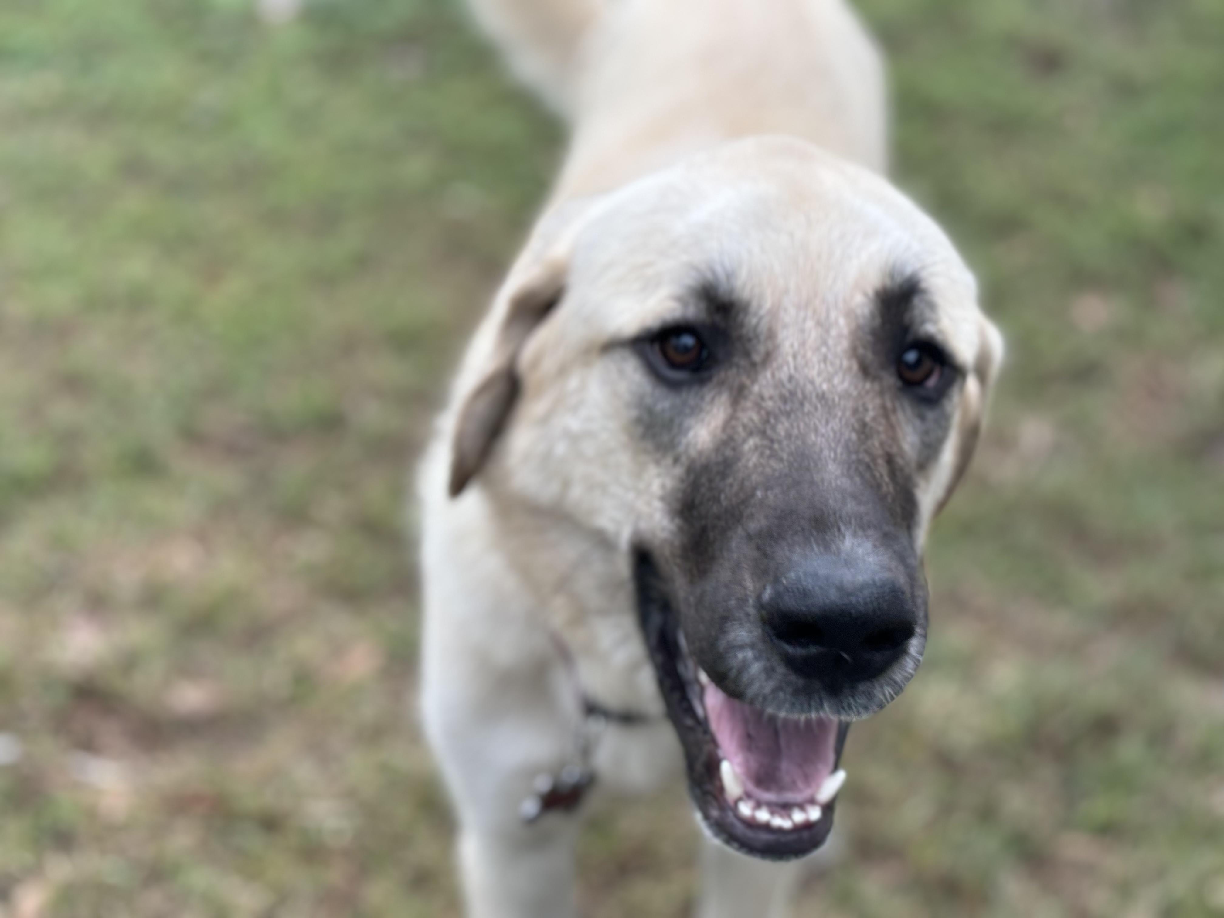 Enlarge Maggie, a Adopted Great Pyrenees in Fort Pierce, FL image 2/2