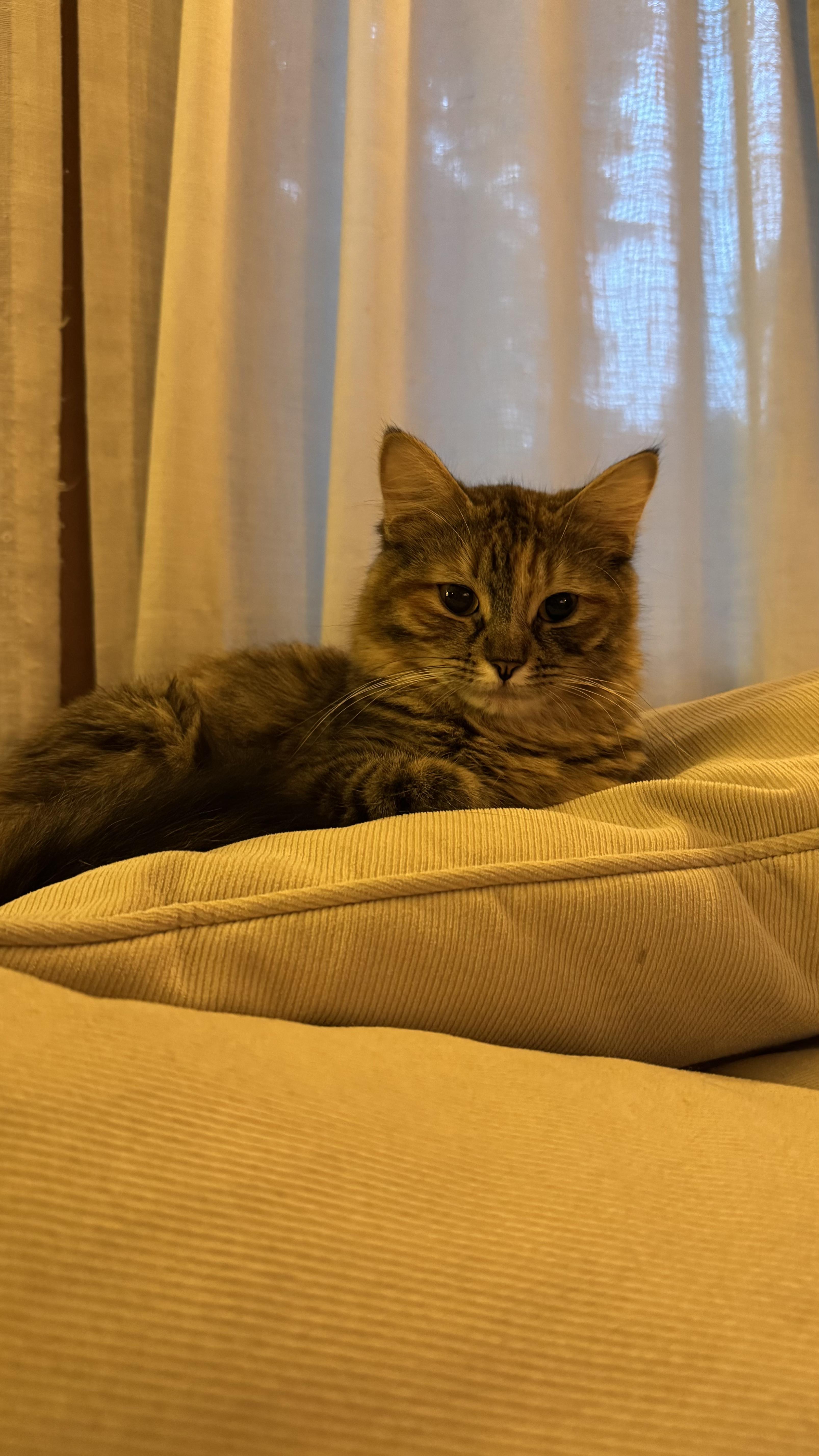 Tahin, Young Female Domestic Long Hair