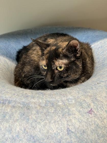 Enlarge Hazel, a Adoptable Domestic Short Hair in Hamilton, MT image 3/4