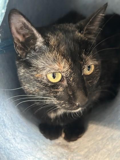 Enlarge Hazel, a Adoptable Domestic Short Hair in Hamilton, MT image 2/4