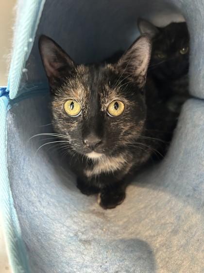 Hazel, Adoptable, Young Female Domestic Short Hair.