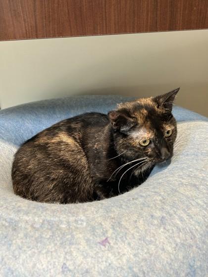 Enlarge Hazel, a Adoptable Domestic Short Hair in Hamilton, MT image 4/4