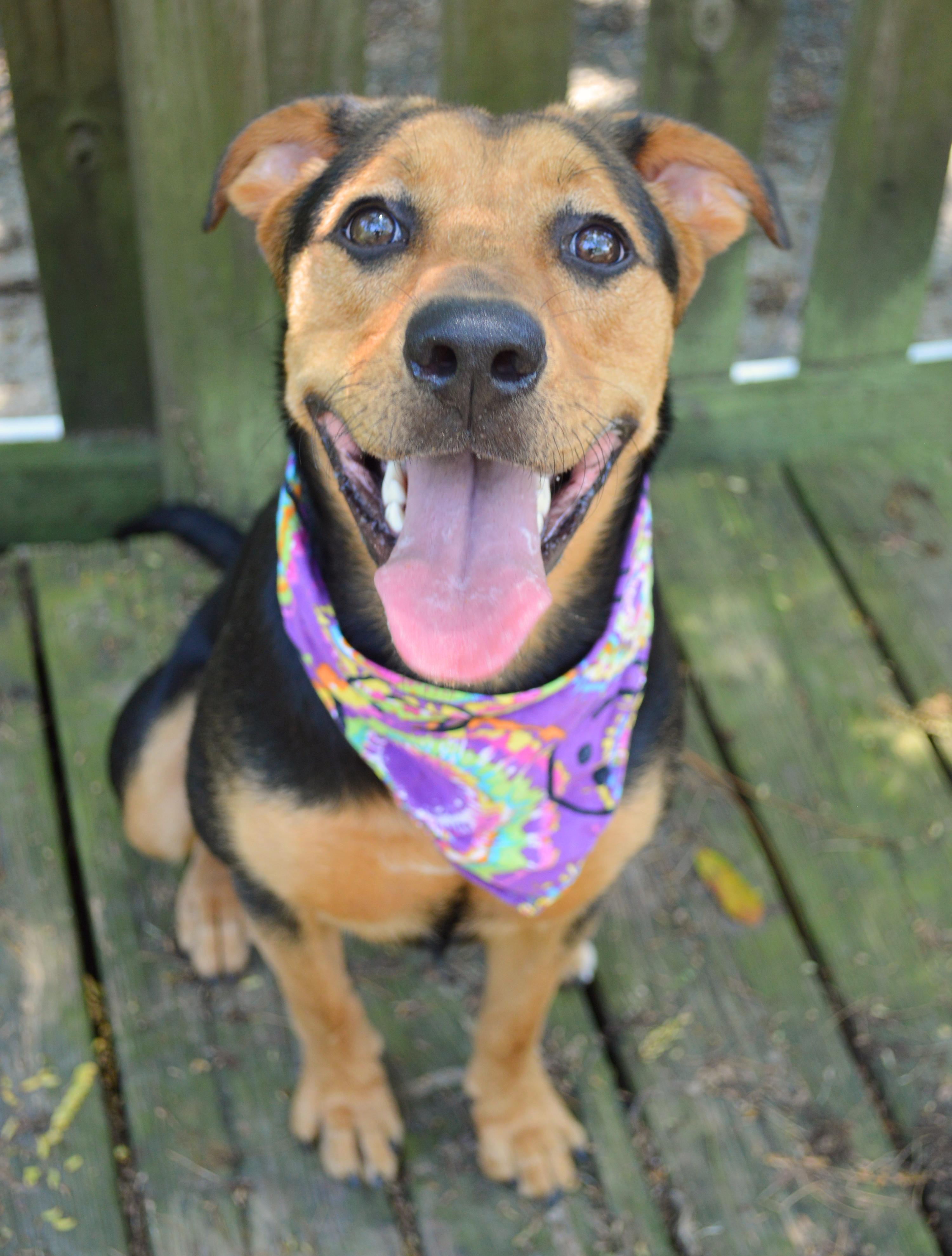 Dog for adoption - Sissy, a Shepherd &amp; Hound Mix in New Orleans, LA ...