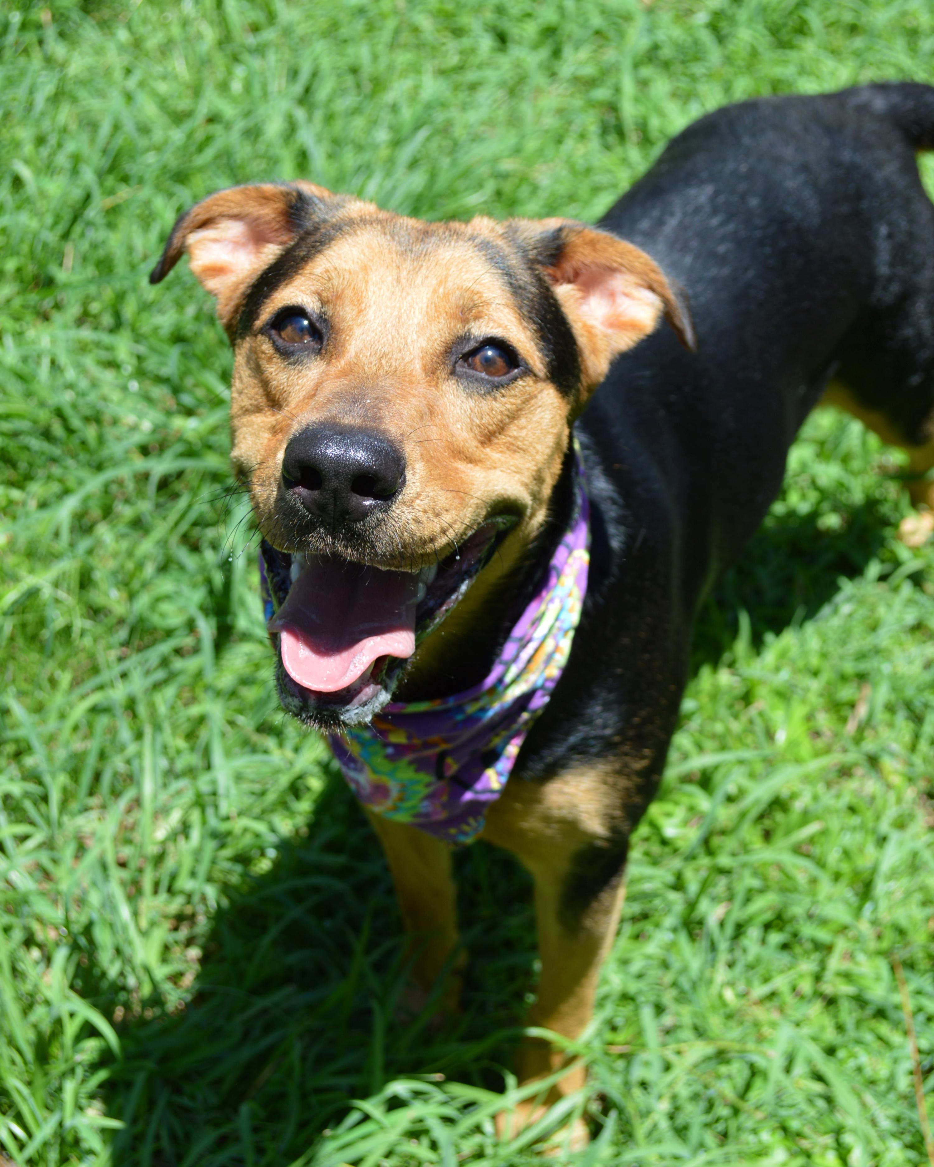 Dog for adoption - Sissy, a Shepherd &amp; Hound Mix in New Orleans, LA ...
